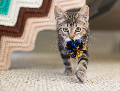 Los gatos (y no solo los perros) juegan instintivamente a buscar la pelota