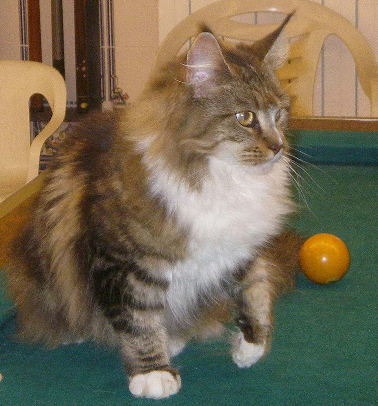  Cuanto más interactiva es la relación con su dueño, más propenso es el gato a participar en el juego de ir a buscar la pelotita. Maine / Wikimedia Commons 
