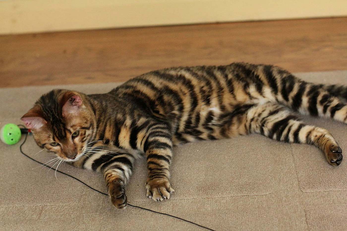 Gato de raza Toyger.