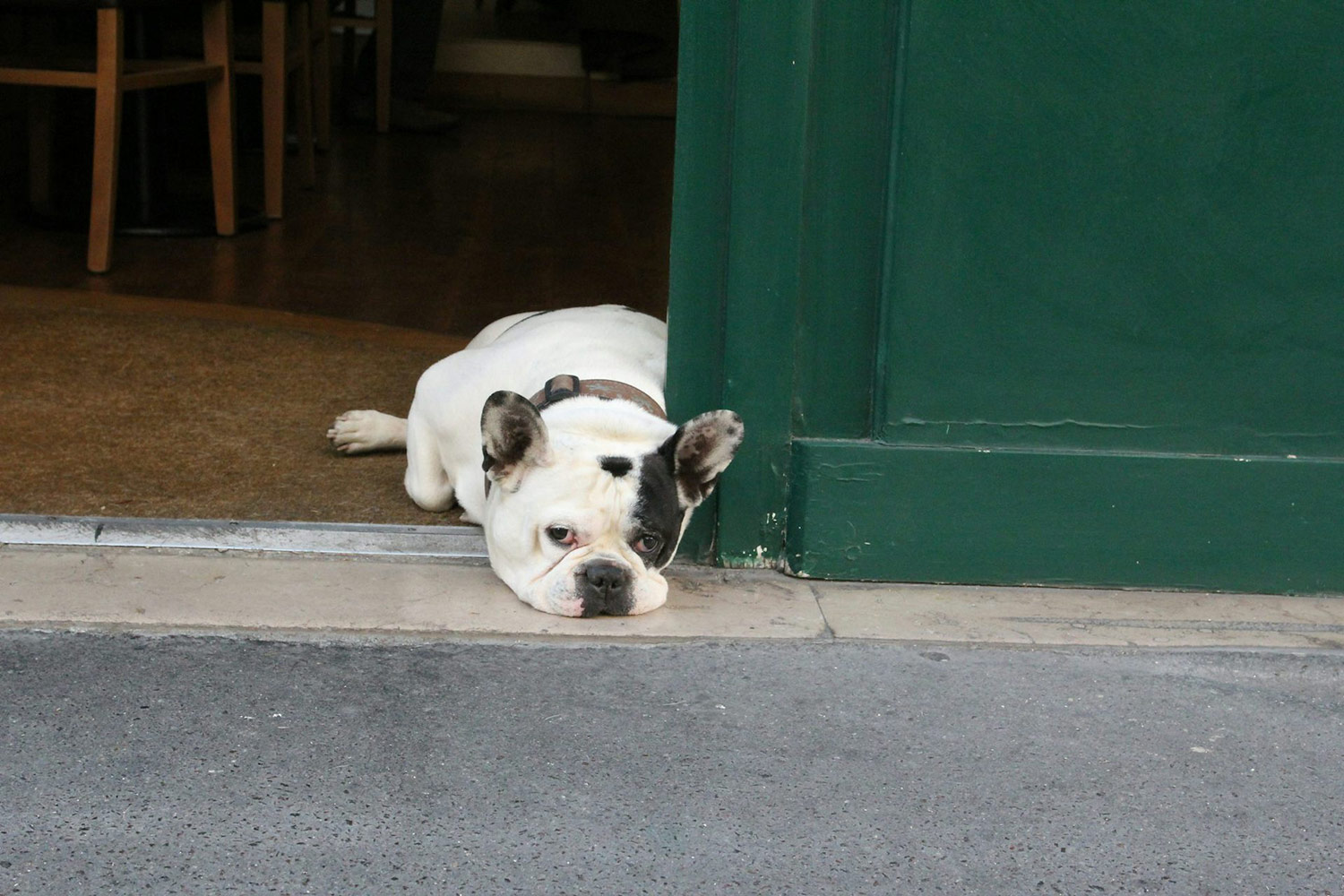 Momentos difíciles para un bulldog francés al calor de mediodía