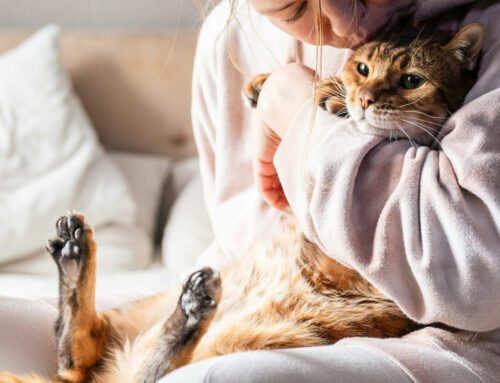 Así impacta en nuestro cerebro tener un gato como mascota