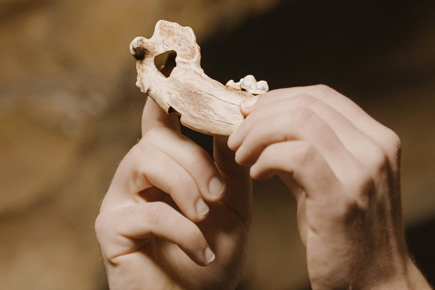 Hueso. Nature Hueso. Nature